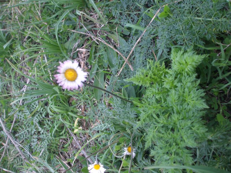 da riconscere 2 - Bellis sp.